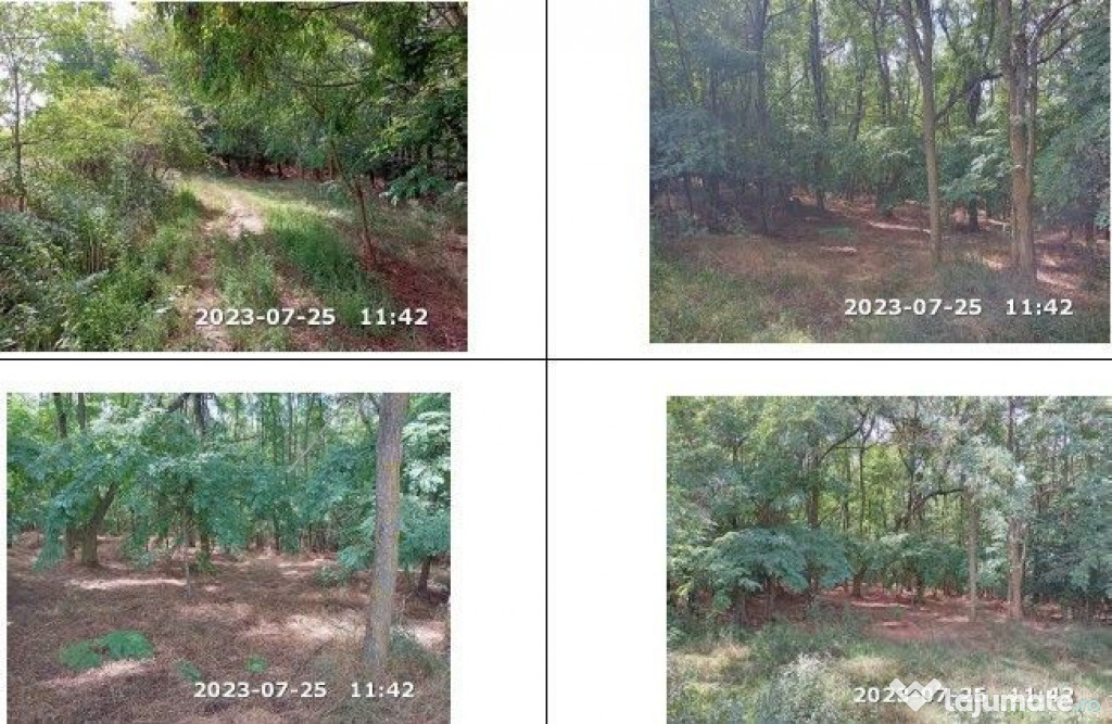 Teren padure, cota de 1/48 Horgesti, ID: R2325871 