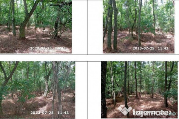 Teren padure, cota de 1/48 Horgesti, ID: R2325871 