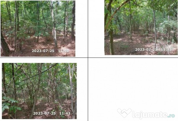 Teren padure, cota de 1/48 Horgesti, ID: R2325871 