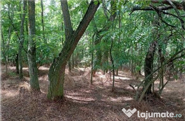 Teren padure, cota de 1/48 Horgesti, ID: R2325871 