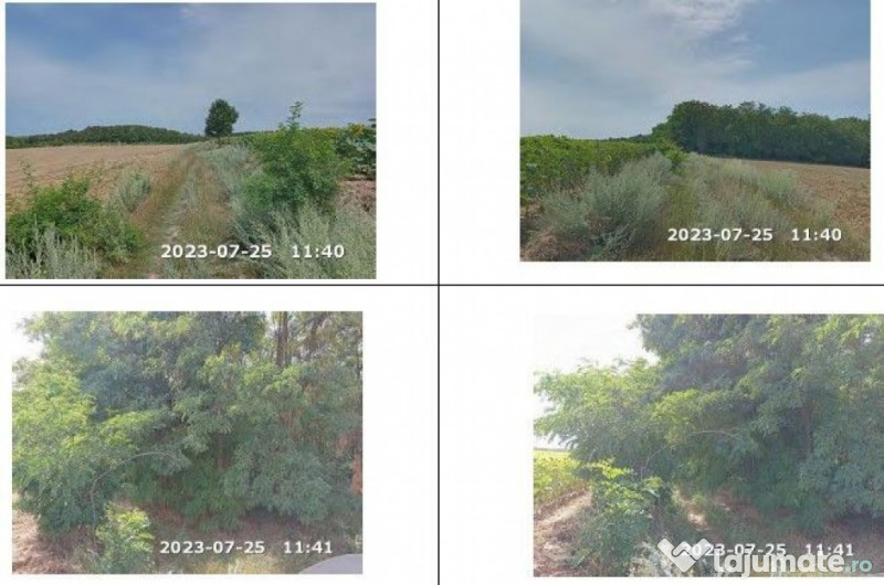 Teren padure, cota de 1/48 Horgesti, ID: R2325871 