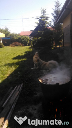 Donez Akita Inu, 6 ani 