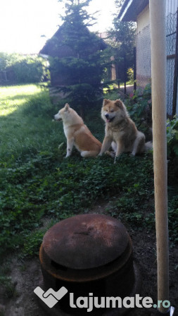 Donez Akita Inu, 6 ani 