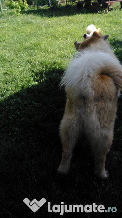 Donez Akita Inu, 6 ani 