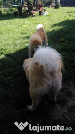 Donez Akita Inu, 6 ani 