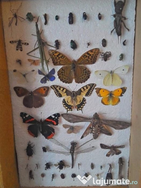 Insectar deosebit ptr. școală / facultate / agronomie / elevi 