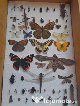 Insectar deosebit ptr. școală / facultate / agronomie / elevi 