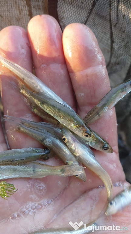 Puiet peste pentru helesteu balta lac 