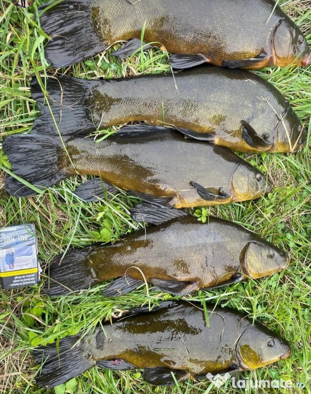 Puiet peste pentru helesteu balta lac 