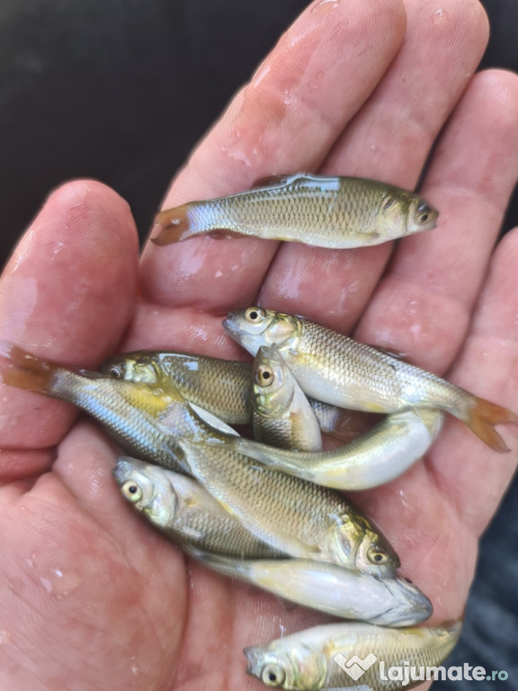 Puiet peste pentru helesteu balta lac 