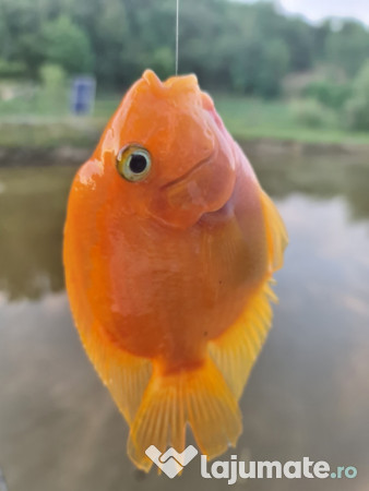 Puiet peste pentru helesteu balta lac 