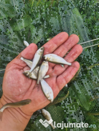 Puiet peste pentru helesteu balta lac 