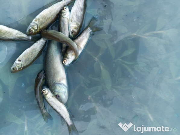 Puiet peste pentru helesteu balta lac 