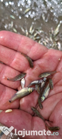 Puiet peste pentru helesteu balta lac 