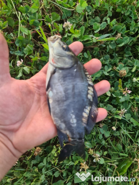 Puiet peste pentru helesteu balta lac 