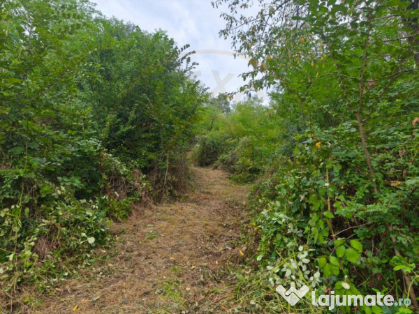 Teren 2552 mp x 14€ Mosoaia Hintesti -Strada Basangesti