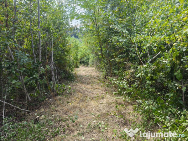 Teren 2552 mp x 14€ Mosoaia Hintesti -Strada Basangesti