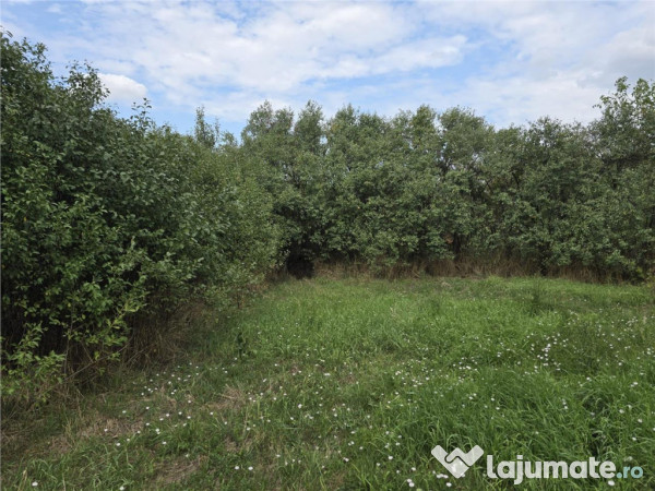 RECO IMOBILIARE CASA BATRANEASCA TINCA 