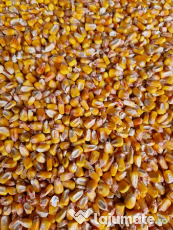 Porumb uscat,grâu și ovăz negru