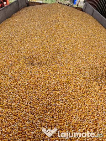 Porumb uscat,grâu și ovăz negru