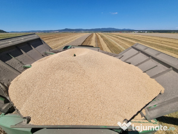 Porumb uscat,grâu și ovăz negru