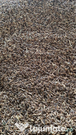 Porumb uscat,grâu și ovăz negru