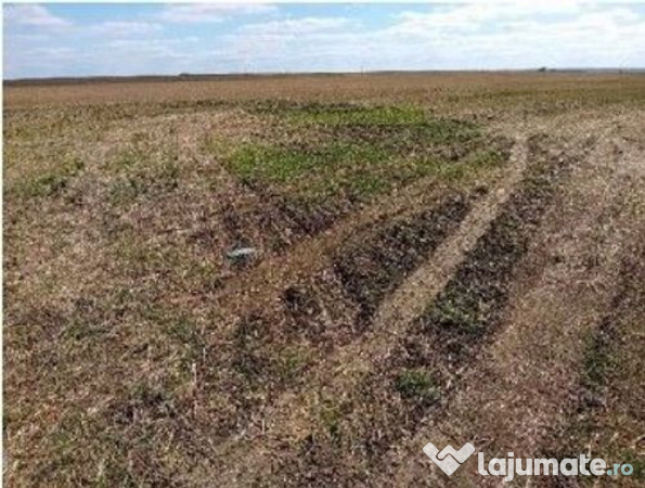 Teren extravilan cota parte 1/2 Alexandria, ID: R2814838