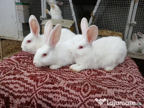 Iepuri Hycole Francez! 