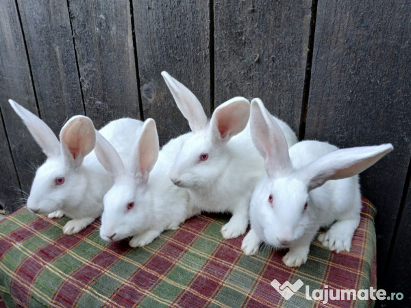 Iepuri Hycole Francez! 