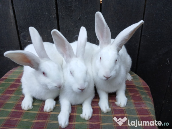 Iepuri Hycole Francez! 