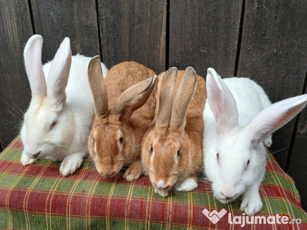 Iepuri Hycole Francez! 