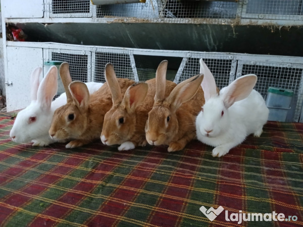 Iepuri Hycole Francez! 