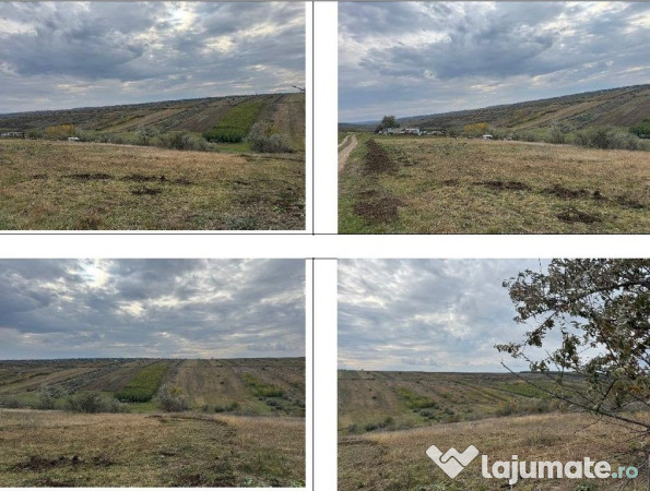 Teren extravilan Perieni, cota parte 6/16 , ID: R2822105 