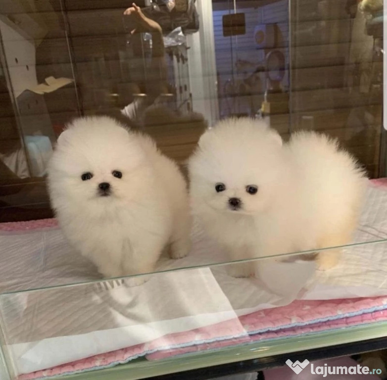 Pomeranian Mini Ursuleț Talie de buzunar TELEFON 0727169920 