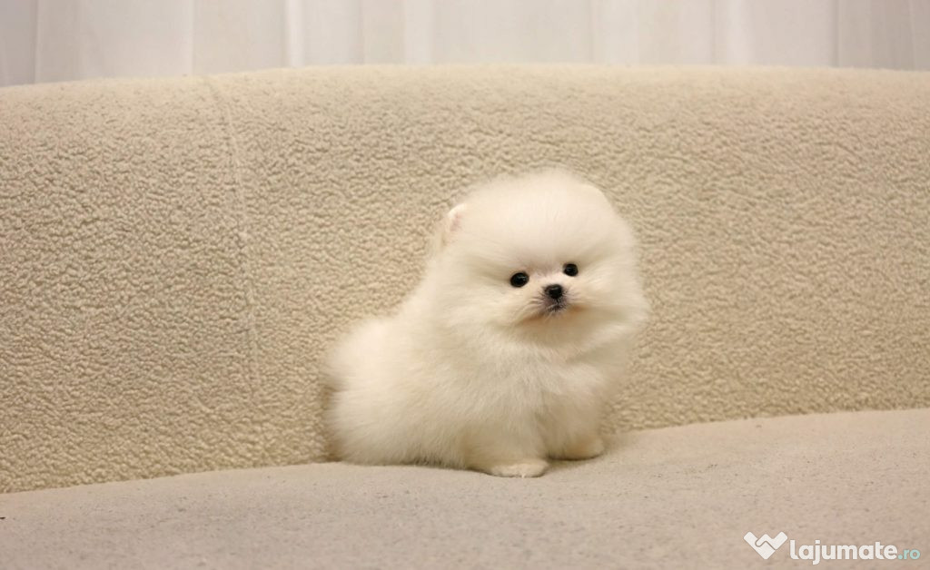 Pomeranian Mini Ursuleț Talie de buzunar TELEFON 0727169920 