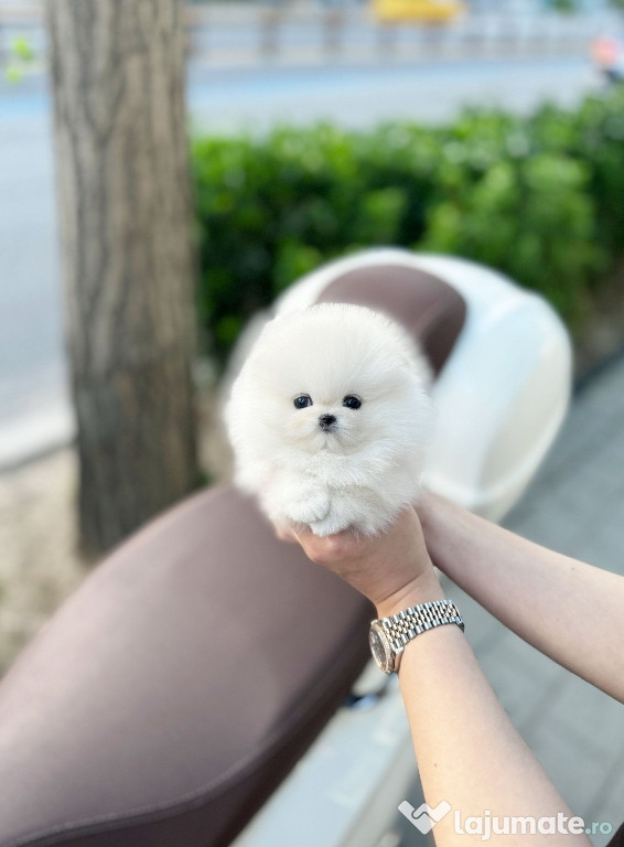 Pomeranian Mini Ursuleț Talie de buzunar TELEFON 0727169920 