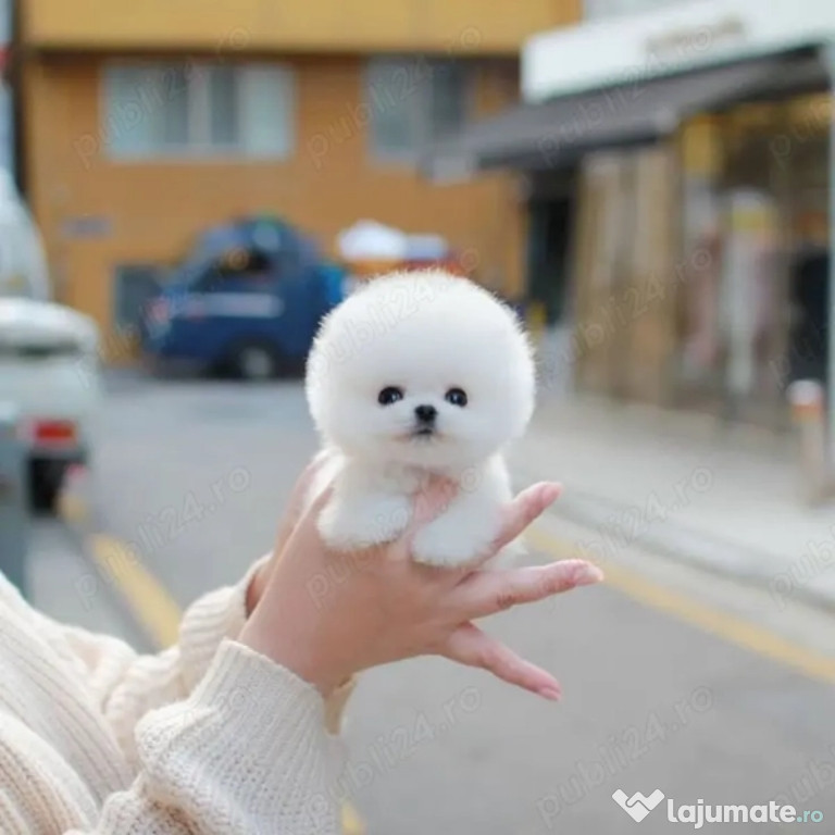 Pomeranian Mini Ursuleț Talie de buzunar TELEFON 0727169920 