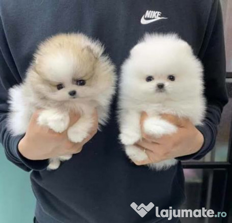 Pomeranian Mini Ursuleț Talie de buzunar TELEFON 0727169920 