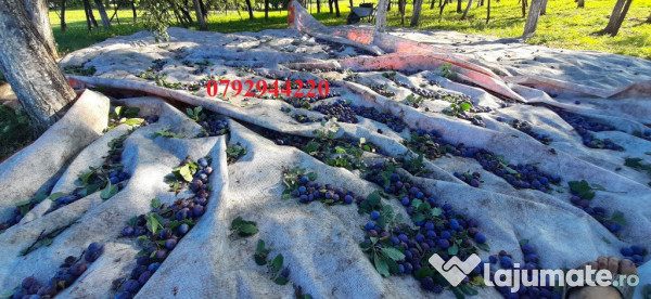 Palinca de:pere,mere,prune,caise,cirese,cirese amare,gutui,capsuni. 