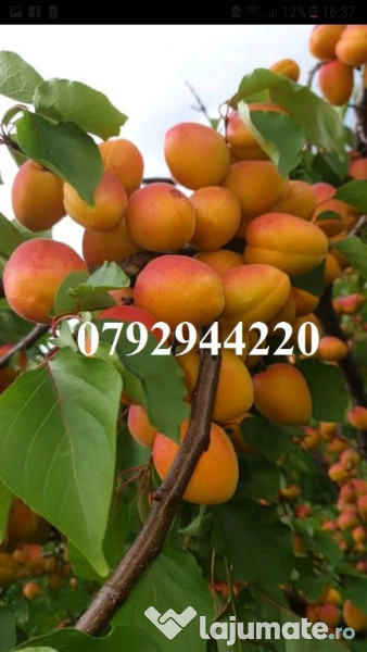 Palinca de:pere,mere,prune,caise,cirese,cirese amare,gutui,capsuni. 