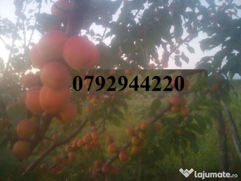 Palinca de:pere,mere,prune,caise,cirese,cirese amare,gutui,capsuni. 