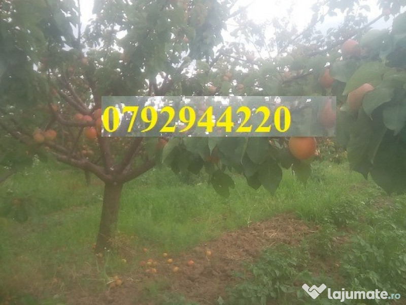 Palinca de:pere,mere,prune,caise,cirese,cirese amare,gutui,capsuni. 