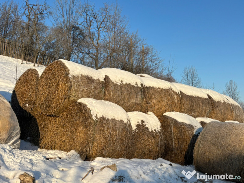 Baloti de paie, rotunzi 