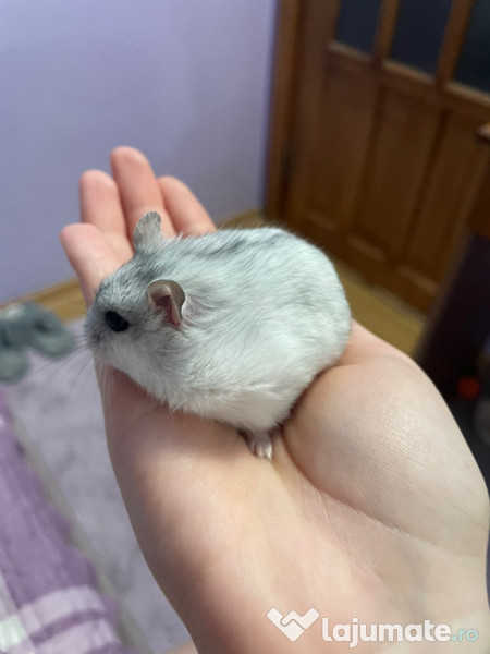 Donez hamster pitic femelă 
