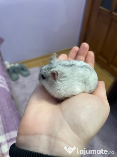 Donez hamster pitic femelă 
