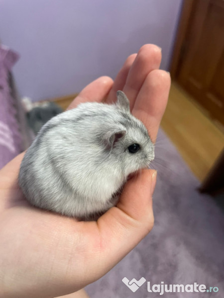 Donez hamster pitic femelă 