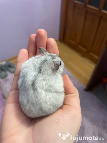 Donez hamster pitic femelă 