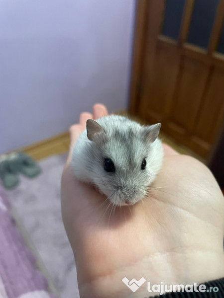 Donez hamster pitic femelă 