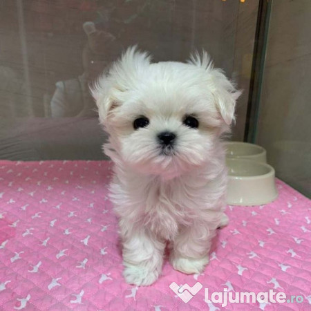 Bichon maltez mini toy 