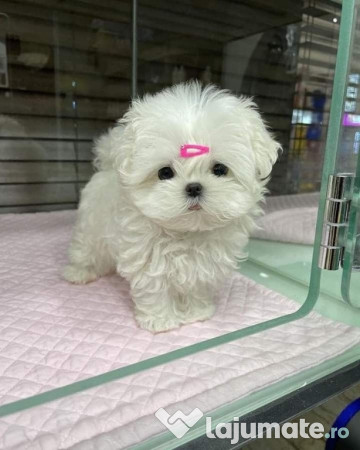 Bichon maltez mini toy 